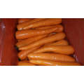 Fresh Carrot with S M L grade export to HK Malaysia  Singapore East South Asia